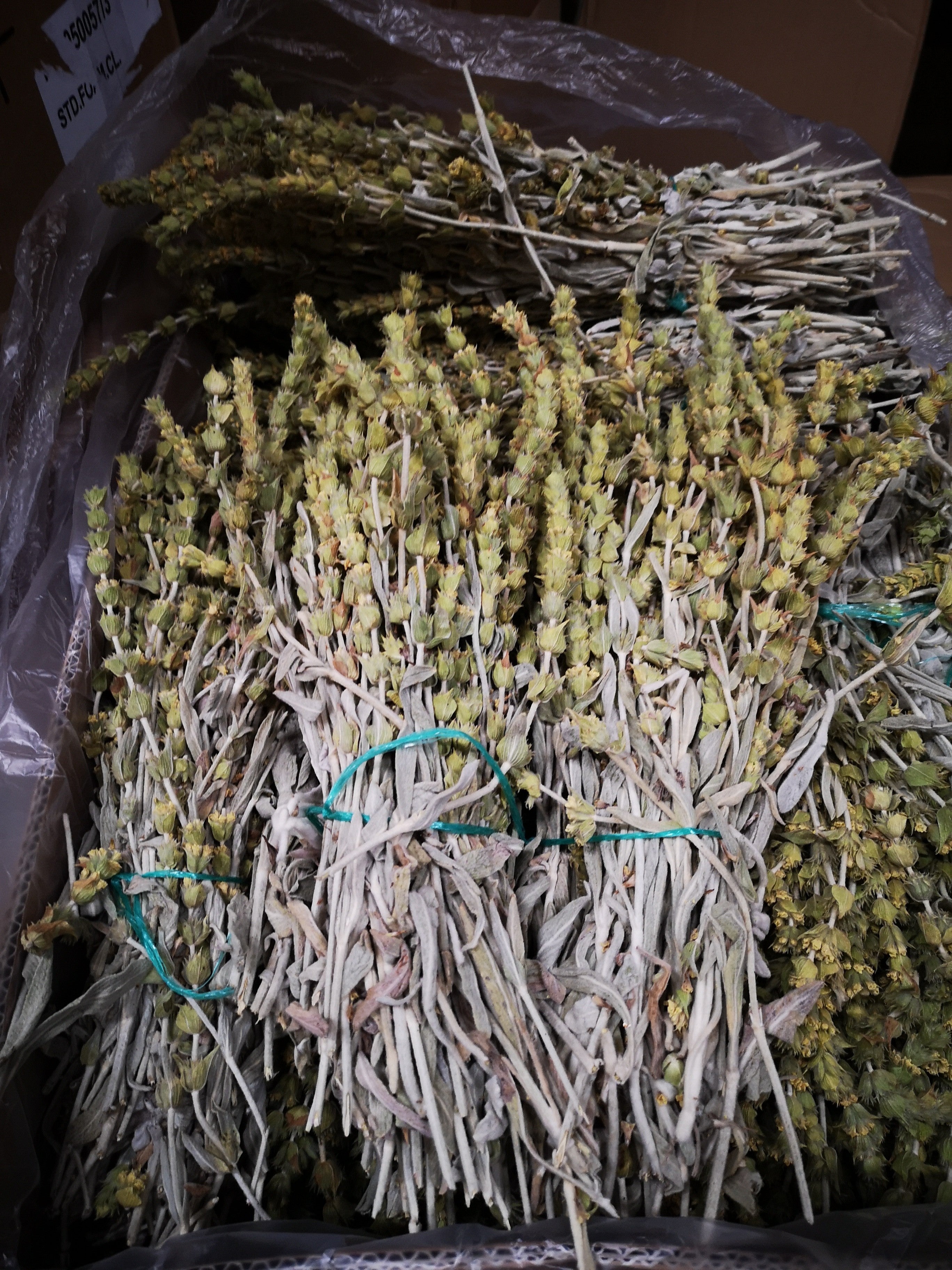 Greek Mountain Tea Malotira
