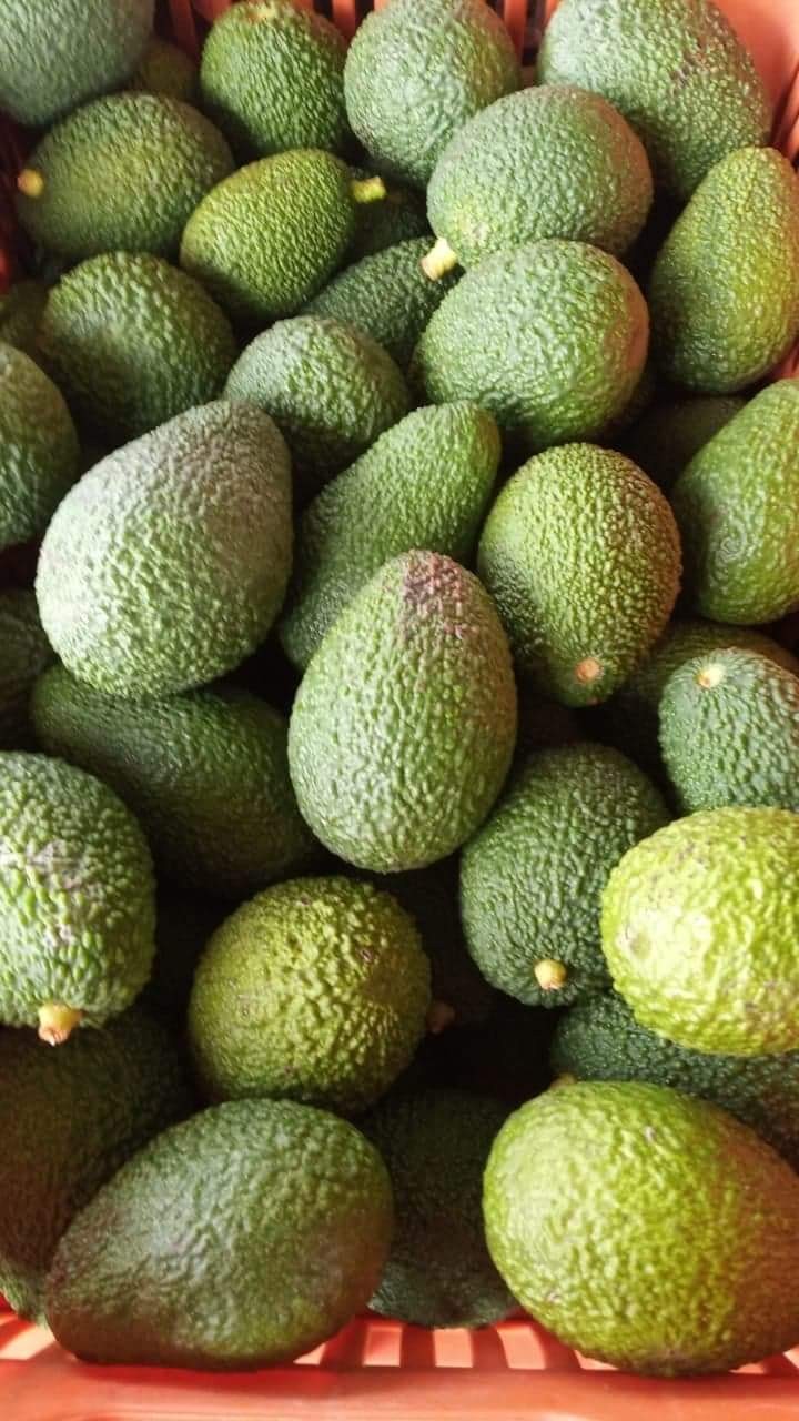 Hass avocado from Crete 1kg