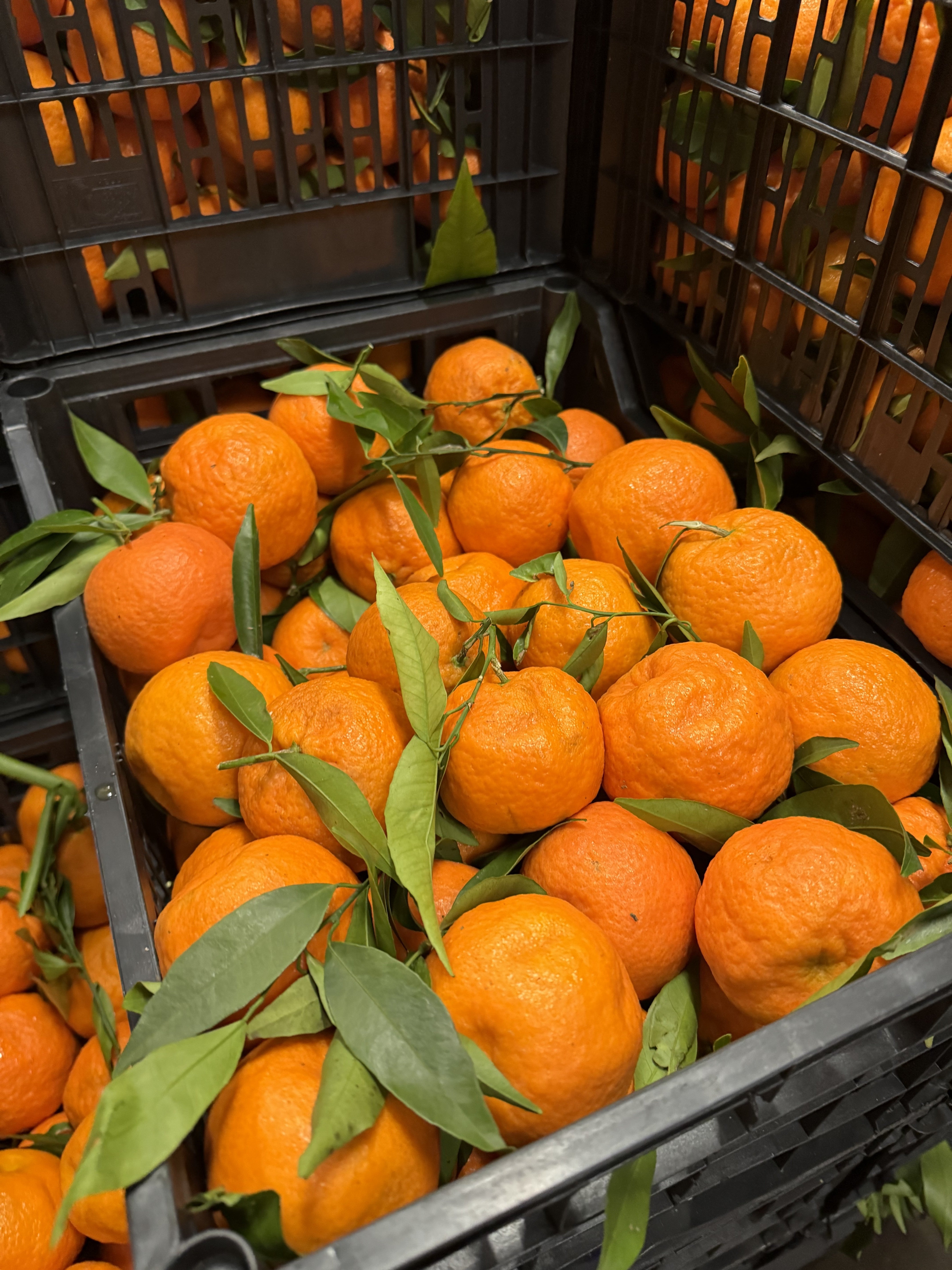 Clementines 1kg