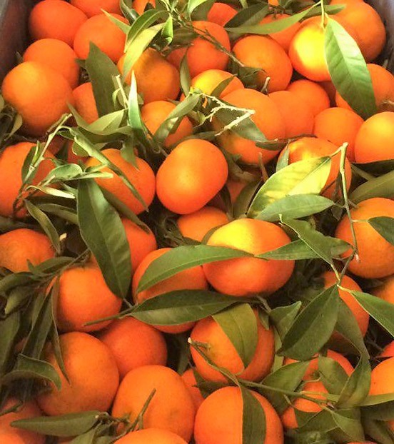 Clementines 1kg